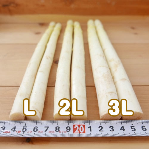 ホワイトアスパラ きくちゃんホワイト 送料無料 サイズで選ぶ 1Kg以上 昼夜の寒暖差が育んだその味わいは逸品 長野県産