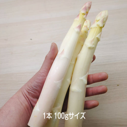 ホワイトアスパラ きくちゃんホワイト 送料無料 サイズで選ぶ 1Kg以上 昼夜の寒暖差が育んだその味わいは逸品 長野県産