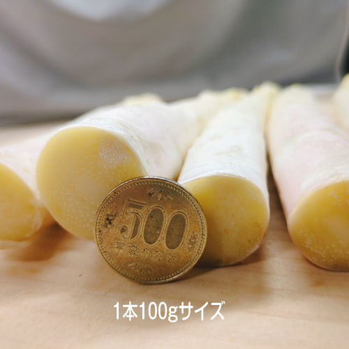 ホワイトアスパラ きくちゃんホワイト 送料無料 サイズで選ぶ 1Kg以上 昼夜の寒暖差が育んだその味わいは逸品 長野県産