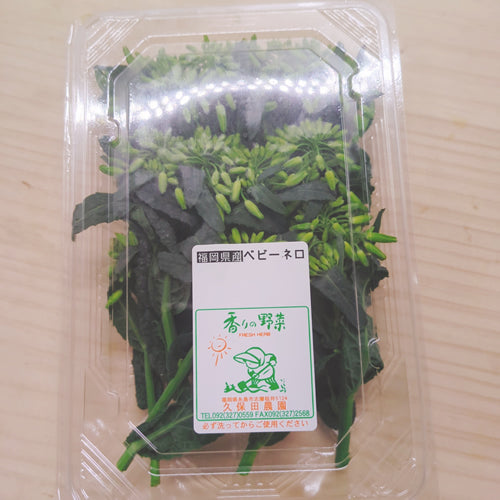ベビーネロ お洒落サイズのイタリアンケールキャベツ 栄養凝縮 ベビー野菜 福岡県産