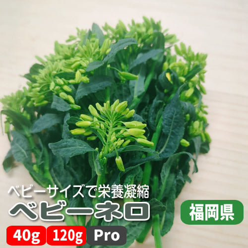 ベビーネロ お洒落サイズのイタリアンケールキャベツ 栄養凝縮 ベビー野菜 福岡県産