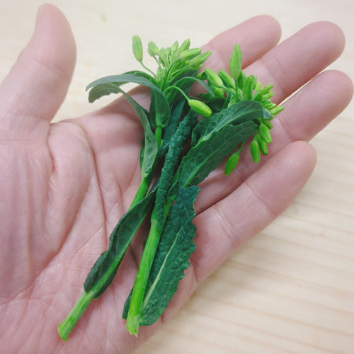ベビーネロ お洒落サイズのイタリアンケールキャベツ 栄養凝縮 ベビー野菜 福岡県産