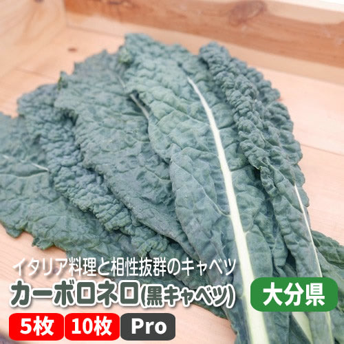 カーボロネロ(黒キャベツ) パスタなどイタリア料理と相性が良い西洋キャベツ 福岡県産
