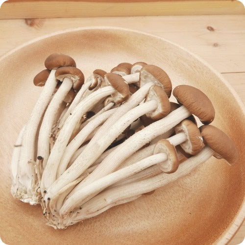 柳まつたけ | まつたけ風味を気軽に楽しむご馳走きのこ 長野県産