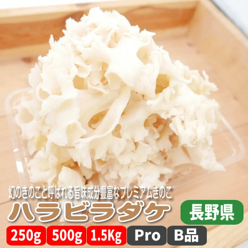 ハナビラダケ(花びら茸) フレッシュきのこ スーパーフード 旨み成分豊富 長野県産