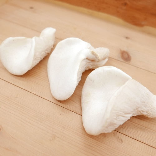 白麗茸(ハクレイダケ) 「神茸」と呼ばれ漢方薬の原料や高級食材として名高いきのこ 長野県産