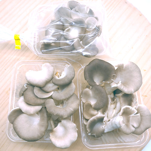 高原ひら茸 肉厚で本来のきのこの香り漂う昔ながらのきのこ 長野県産