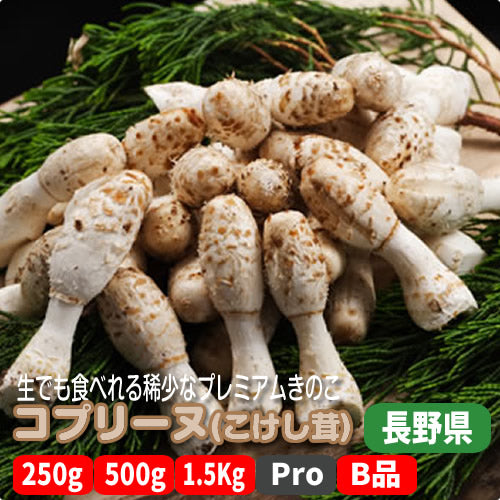 コプリーヌ(こけし茸)こだわりシェフの生でも食べれる稀少なプレミアムきのこ 長野県産