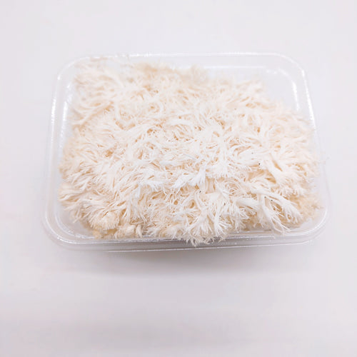 山伏茸(やまぶしだけ) きのこなのにカサも柄のない不思議なきのこ 長野県産