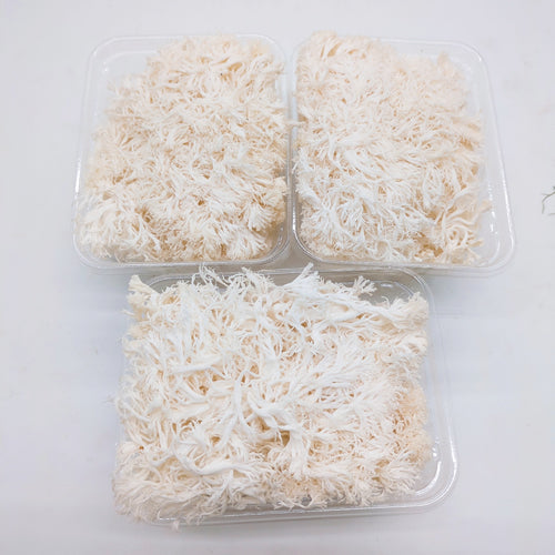 山伏茸(やまぶしだけ) きのこなのにカサも柄のない不思議なきのこ 長野県産