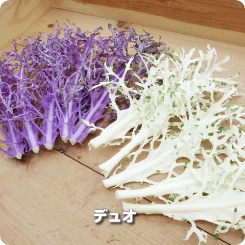 ツリーケール ホワイト&バイオレット クリスマスやお正月料理に映える稀少なヘルシー野菜 大分県産