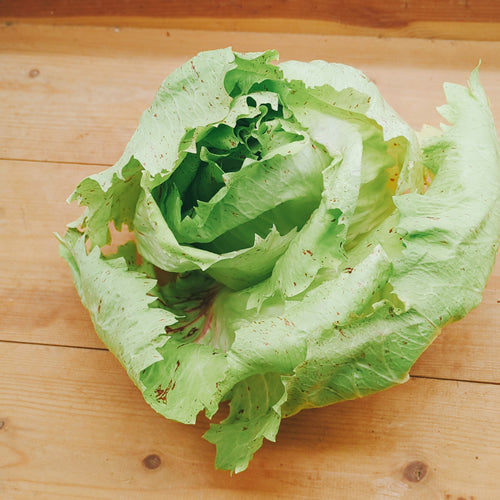 カステロフランコ 「野菜のバラ」と呼ばれる美しいイタリア原産のチコリ 福岡県産