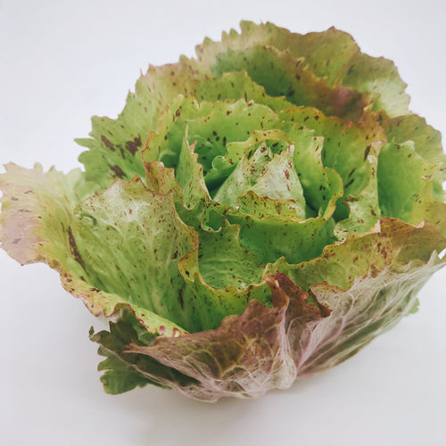カステロフランコ 「野菜のバラ」と呼ばれる美しいイタリア原産のチコリ 福岡県産