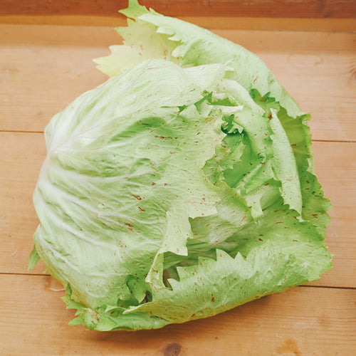 カステロフランコ 「野菜のバラ」と呼ばれる美しいイタリア原産のチコリ 福岡県産