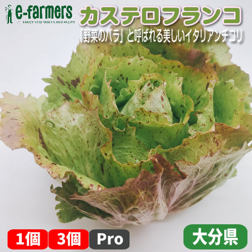 カステロフランコ 「野菜のバラ」と呼ばれる美しいイタリア原産のチコリ 福岡県産