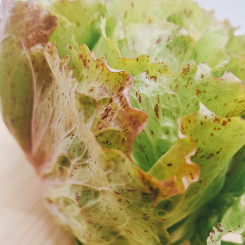 カステロフランコ 「野菜のバラ」と呼ばれる美しいイタリア原産のチコリ 福岡県産