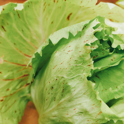 カステロフランコ 「野菜のバラ」と呼ばれる美しいイタリア原産のチコリ 福岡県産