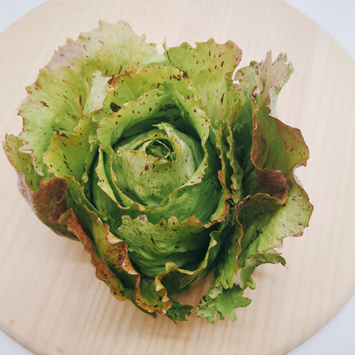 カステロフランコ 「野菜のバラ」と呼ばれる美しいイタリア原産のチコリ 福岡県産