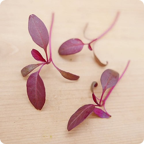 アマランサス 葉サイズで選ぶサラダリッチなベビーリーフ カラダに優しい無農薬水耕栽培 埼玉県産