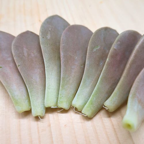 グラパラリーフ 全国唯一1か所だけしか生産していない希少なサプリメント野菜 千葉県産
