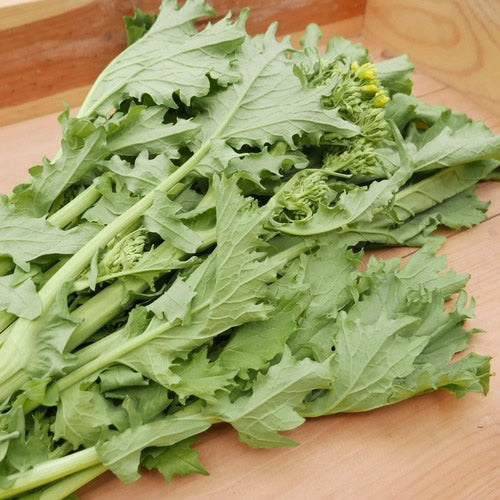 チーマディラーパ 春が待ち遠しい晩冬のイタリアン菜花 福岡県産