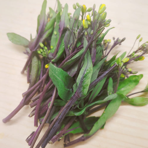 ベビーサイタイ 中国野菜の個性的な菜の花「紅菜苔」の脇芽 栄養凝縮 ベビー野菜 福岡県産