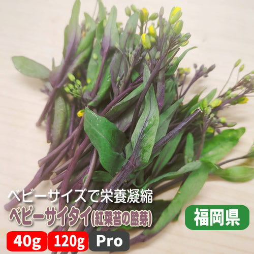 ベビーサイタイ 中国野菜の個性的な菜の花「紅菜苔」の脇芽 栄養凝縮 ベビー野菜 福岡県産