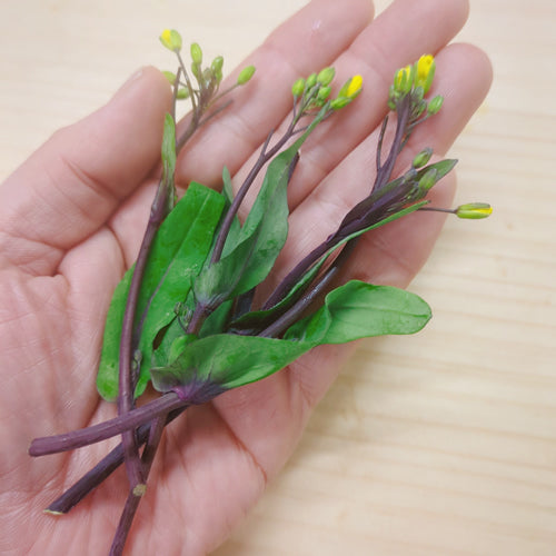 ベビーサイタイ 中国野菜の個性的な菜の花「紅菜苔」の脇芽 栄養凝縮 ベビー野菜 福岡県産