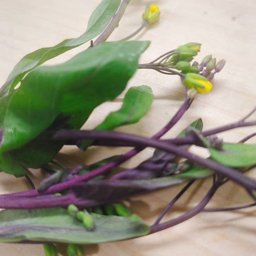ベビーサイタイ 中国野菜の個性的な菜の花「紅菜苔」の脇芽 栄養凝縮 ベビー野菜 福岡県産