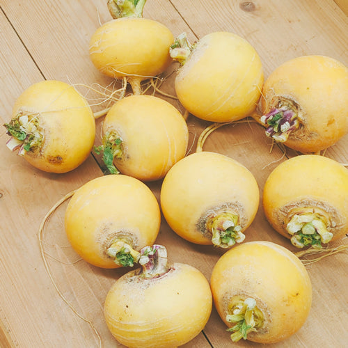 黄かぶ 鮮やかな黄色で料理を引き立てる風味が魅力のかぶ 福岡県産