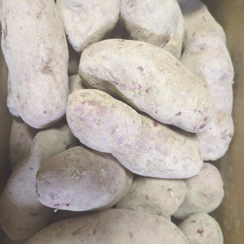 ノーザンルビー 北海道ファンシーじゃがいも アントシアニン豊富なピンクのじゃがいも 北海道産