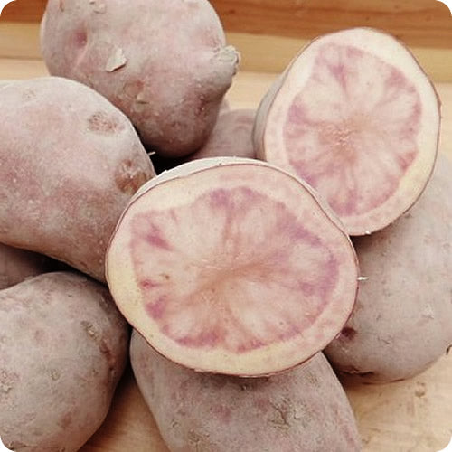 インカレッド 人気の北海道インカシリーズで赤肉を持つインカ 北海道産