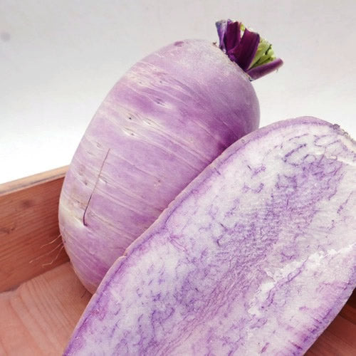 紅しぐれ(紫大根) 料理を少しだけおシャレに彩るみずみすしい鮮やか九州大根 福岡・大分県産