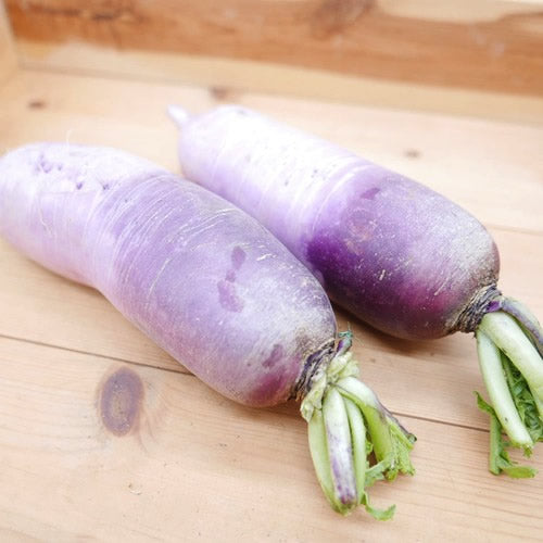 紅しぐれ(紫大根) 料理を少しだけおシャレに彩るみずみすしい鮮やか九州大根 福岡・大分県産