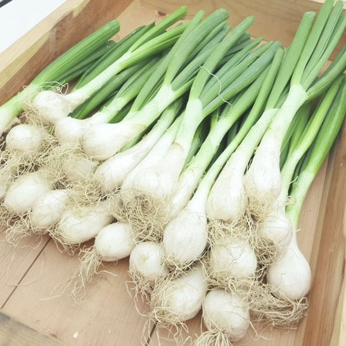 オニオンヌーボー 皮が薄くシャキシャキ柔らか生のままでも辛味が少ない 長野県産