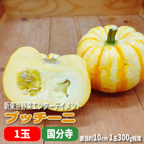 夏のミニかぼちゃ プッチーニ 手のひらサイズの鮮やかオレンジのかぼちゃ 福岡県産