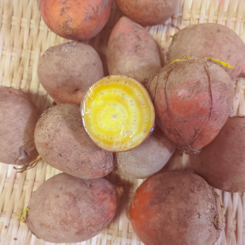 北海道ビーツ 赤・黄・うずまき 色指定もできる栄養満点のスーパーフード野菜 北海道産