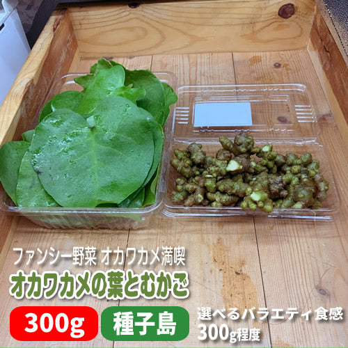 オカワカメ(雲南百薬) 葉とむかご 300g程度 ワカメのような食感が味わえる栄養満点の野菜 種子島産