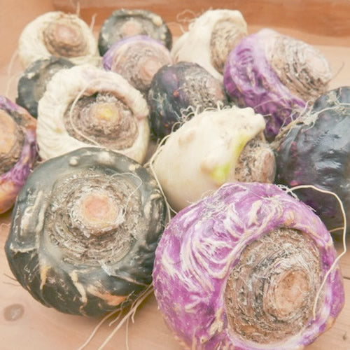 国産フレッシュ(生)マカ プライマリースーパーフード10の野菜