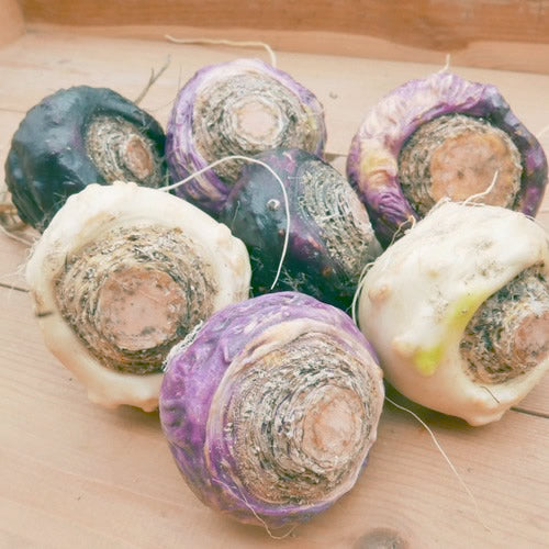 国産フレッシュ(生)マカ プライマリースーパーフード10の野菜