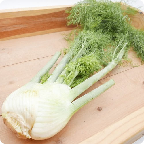 ウイキョウ(フェンネル) 葉だけでも丸ごとでも 古代伝統ハーブ野菜 福岡県産