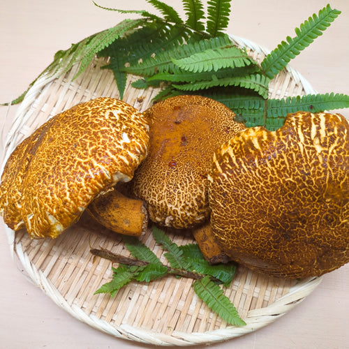 天然きのこ アカヤマドリ ポルチーニより味が濃厚で美味 長野県産
