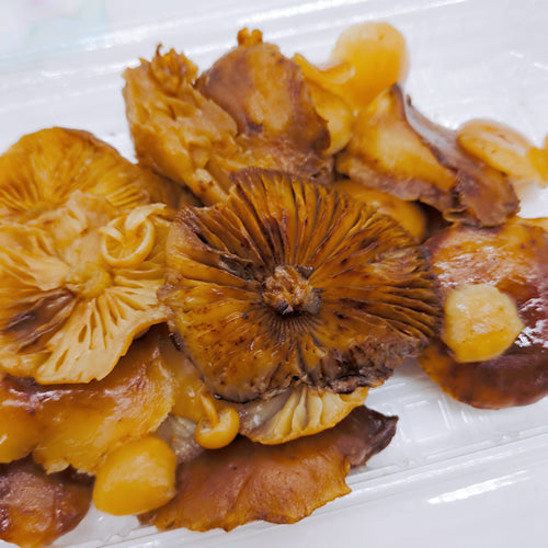 天然きのこ エノキダケ(榎茸) 濃厚な香りや風味と歯応えが本物のエノキ 秋田県産