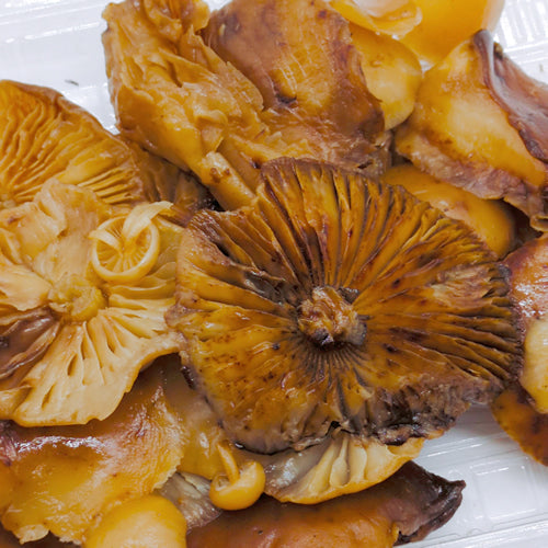 天然きのこ エノキダケ(榎茸) 濃厚な香りや風味と歯応えが本物のエノキ 秋田県産