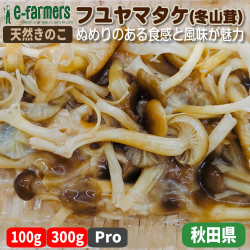 天然きのこ フユヤマタケ(冬山茸) 100g程度 ぬめりのある食感と風味!鍋物や炒め物に最適 秋田県産