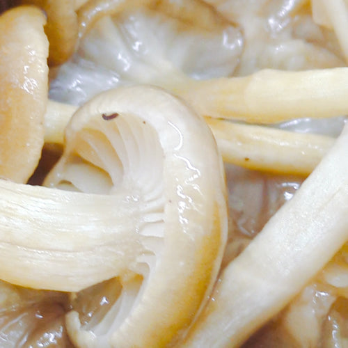 天然きのこ フユヤマタケ(冬山茸) 100g程度 ぬめりのある食感と風味!鍋物や炒め物に最適 秋田県産