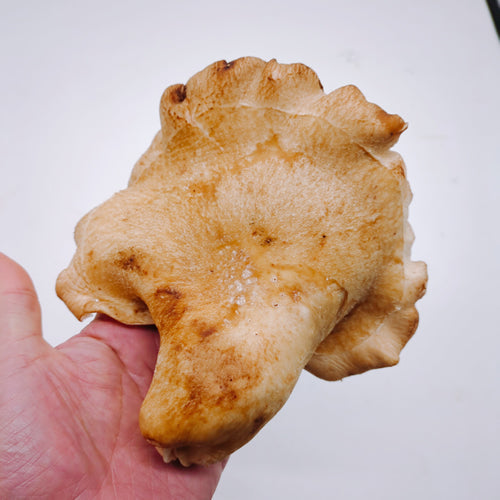 原木きのこ 巾着椎茸(きんちゃくしいたけ) 天然椎茸の突然変異で生まれた日本唯一の椎茸 秋田県産