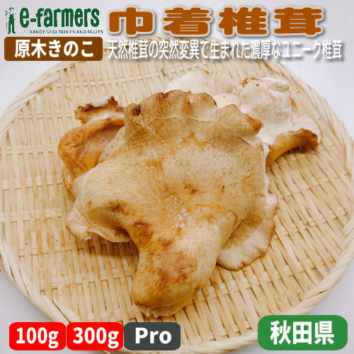 原木きのこ 巾着椎茸(きんちゃくしいたけ) 天然椎茸の突然変異で生まれた日本唯一の椎茸 秋田県産