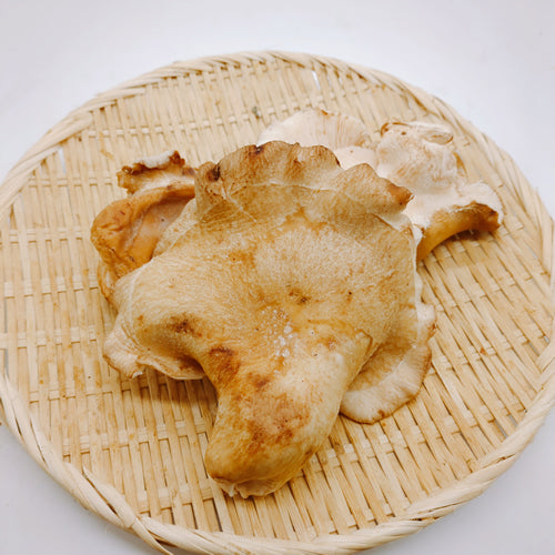 原木きのこ 巾着椎茸(きんちゃくしいたけ) 天然椎茸の突然変異で生まれた日本唯一の椎茸 秋田県産