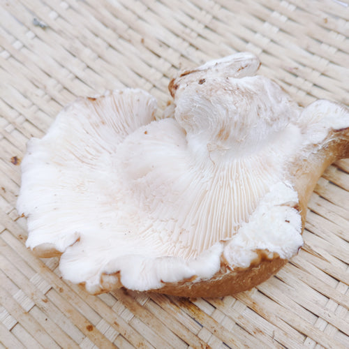 原木きのこ 巾着椎茸(きんちゃくしいたけ) 天然椎茸の突然変異で生まれた日本唯一の椎茸 秋田県産